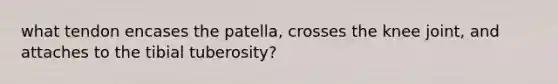 what tendon encases the patella, crosses the knee joint, and attaches to the tibial tuberosity?