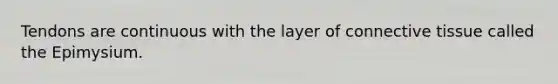 Tendons are continuous with the layer of <a href='https://www.questionai.com/knowledge/kYDr0DHyc8-connective-tissue' class='anchor-knowledge'>connective tissue</a> called the Epimysium.