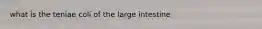 what is the teniae coli of the large intestine