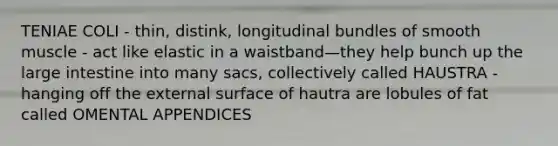 TENIAE COLI - thin, distink, longitudinal bundles of smooth muscle - act like elastic in a waistband—they help bunch up the large intestine into many sacs, collectively called HAUSTRA - hanging off the external surface of hautra are lobules of fat called OMENTAL APPENDICES