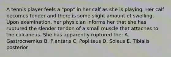 A tennis player feels a "pop" in her calf as she is playing. Her calf becomes tender and there is some slight amount of swelling. Upon examination, her physician informs her that she has ruptured the slender tendon of a small muscle that attaches to the calcaneus. She has apparently ruptured the: A. Gastrocnemius B. Plantaris C. Popliteus D. Soleus E. Tibialis posterior