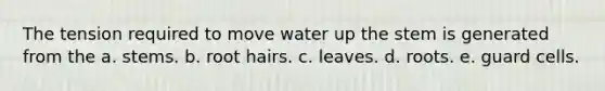 The tension required to move water up the stem is generated from the a. stems. b. root hairs. c. leaves. d. roots. e. guard cells.