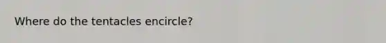 Where do the tentacles encircle?