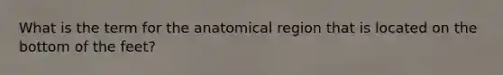 What is the term for the anatomical region that is located on the bottom of the feet?