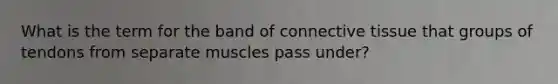 What is the term for the band of connective tissue that groups of tendons from separate muscles pass under?