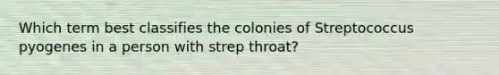 Which term best classifies the colonies of Streptococcus pyogenes in a person with strep throat?