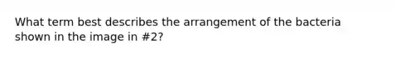 What term best describes the arrangement of the bacteria shown in the image in #2?