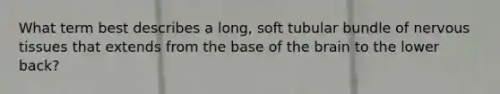 What term best describes a long, soft tubular bundle of nervous tissues that extends from the base of the brain to the lower back?