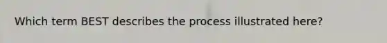 Which term BEST describes the process illustrated here?