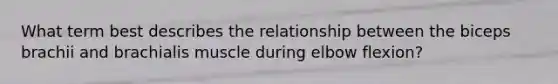 What term best describes the relationship between the biceps brachii and brachialis muscle during elbow flexion?