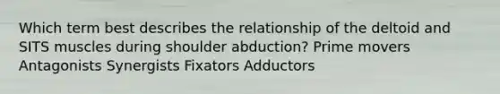 Which term best describes the relationship of the deltoid and SITS muscles during shoulder abduction? Prime movers Antagonists Synergists Fixators Adductors