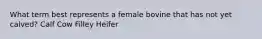 What term best represents a female bovine that has not yet calved? Calf Cow Filley Heifer