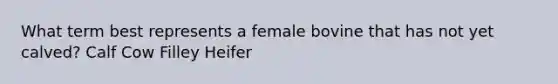 What term best represents a female bovine that has not yet calved? Calf Cow Filley Heifer