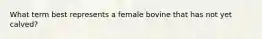 What term best represents a female bovine that has not yet calved?