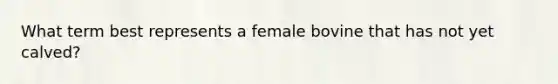 What term best represents a female bovine that has not yet calved?