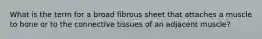 What is the term for a broad fibrous sheet that attaches a muscle to bone or to the connective tissues of an adjacent muscle?