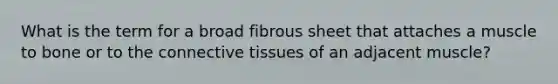 What is the term for a broad fibrous sheet that attaches a muscle to bone or to the connective tissues of an adjacent muscle?