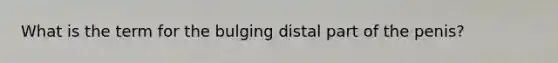 What is the term for the bulging distal part of the penis?