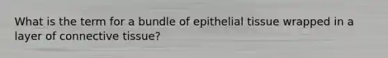 What is the term for a bundle of epithelial tissue wrapped in a layer of connective tissue?