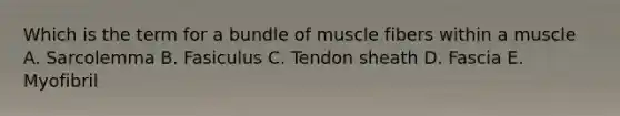 Which is the term for a bundle of muscle fibers within a muscle A. Sarcolemma B. Fasiculus C. Tendon sheath D. Fascia E. Myofibril