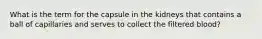 What is the term for the capsule in the kidneys that contains a ball of capillaries and serves to collect the filtered blood?