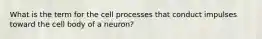 What is the term for the cell processes that conduct impulses toward the cell body of a neuron?