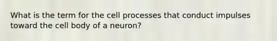 What is the term for the cell processes that conduct impulses toward the cell body of a neuron?