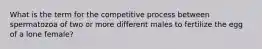 What is the term for the competitive process between spermatozoa of two or more different males to fertilize the egg of a lone female?