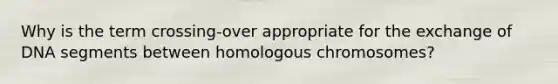 Why is the term crossing-over appropriate for the exchange of DNA segments between homologous chromosomes?