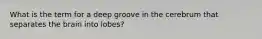 What is the term for a deep groove in the cerebrum that separates the brain into lobes?