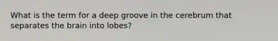 What is the term for a deep groove in the cerebrum that separates the brain into lobes?