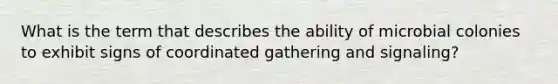 What is the term that describes the ability of microbial colonies to exhibit signs of coordinated gathering and signaling?