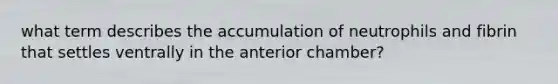 what term describes the accumulation of neutrophils and fibrin that settles ventrally in the anterior chamber?