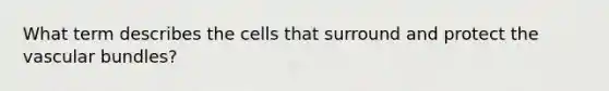 What term describes the cells that surround and protect the vascular bundles?