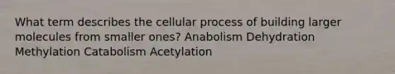 What term describes the cellular process of building larger molecules from smaller ones? Anabolism Dehydration Methylation Catabolism Acetylation