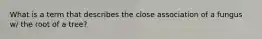 What is a term that describes the close association of a fungus w/ the root of a tree?