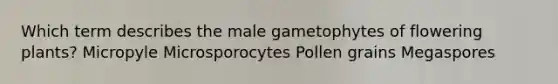 Which term describes the male gametophytes of flowering plants? Micropyle Microsporocytes Pollen grains Megaspores