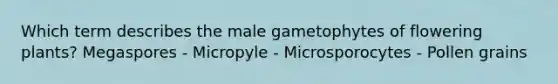 Which term describes the male gametophytes of flowering plants? Megaspores - Micropyle - Microsporocytes - Pollen grains