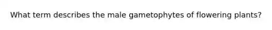What term describes the male gametophytes of flowering plants?