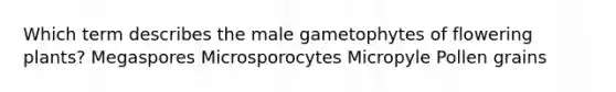 Which term describes the male gametophytes of flowering plants? Megaspores Microsporocytes Micropyle Pollen grains