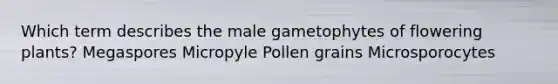 Which term describes the male gametophytes of flowering plants? Megaspores Micropyle Pollen grains Microsporocytes