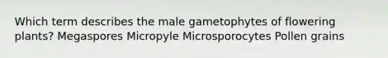 Which term describes the male gametophytes of flowering plants? Megaspores Micropyle Microsporocytes Pollen grains