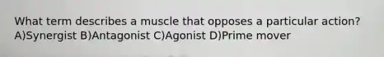 What term describes a muscle that opposes a particular action? A)Synergist B)Antagonist C)Agonist D)Prime mover