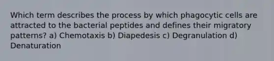 Which term describes the process by which phagocytic cells are attracted to the bacterial peptides and defines their migratory patterns? a) Chemotaxis b) Diapedesis c) Degranulation d) Denaturation