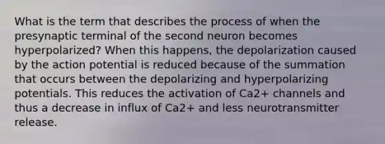 What is the term that describes the process of when the presynaptic terminal of the second neuron becomes hyperpolarized? When this happens, the depolarization caused by the action potential is reduced because of the summation that occurs between the depolarizing and hyperpolarizing potentials. This reduces the activation of Ca2+ channels and thus a decrease in influx of Ca2+ and less neurotransmitter release.