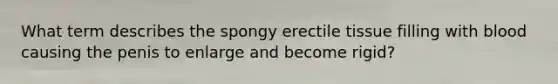 What term describes the spongy erectile tissue filling with blood causing the penis to enlarge and become rigid?