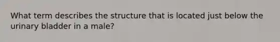 What term describes the structure that is located just below the urinary bladder in a male?