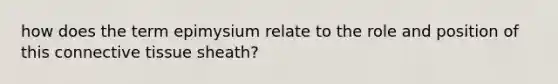 how does the term epimysium relate to the role and position of this connective tissue sheath?