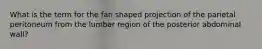 What is the term for the fan shaped projection of the parietal peritoneum from the lumbar region of the posterior abdominal wall?