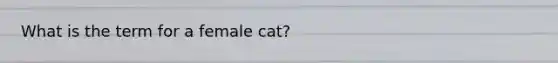 What is the term for a female cat?